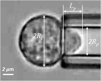 Activation effects on the physical characteristics of T lymphocytes